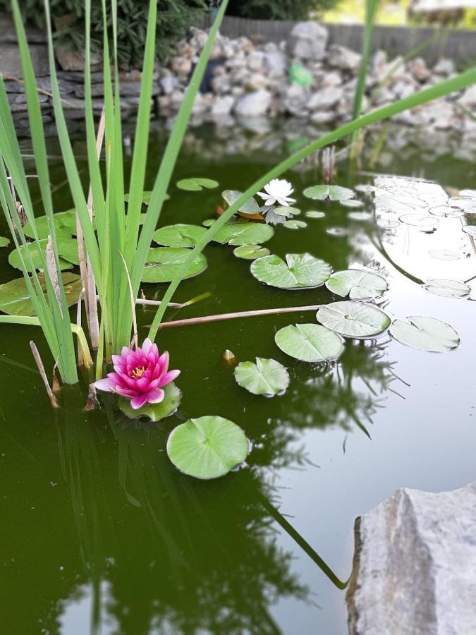 Penzion Dahlia Zlatníky Exteriér fotografie